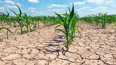 Alerta climática: malas noticias por un fenómeno que vuelve y promete complicar la segunda mitad del año Alerta climática: malas noticias por un fenómeno que vuelve y promete complicar la segunda mitad del año
