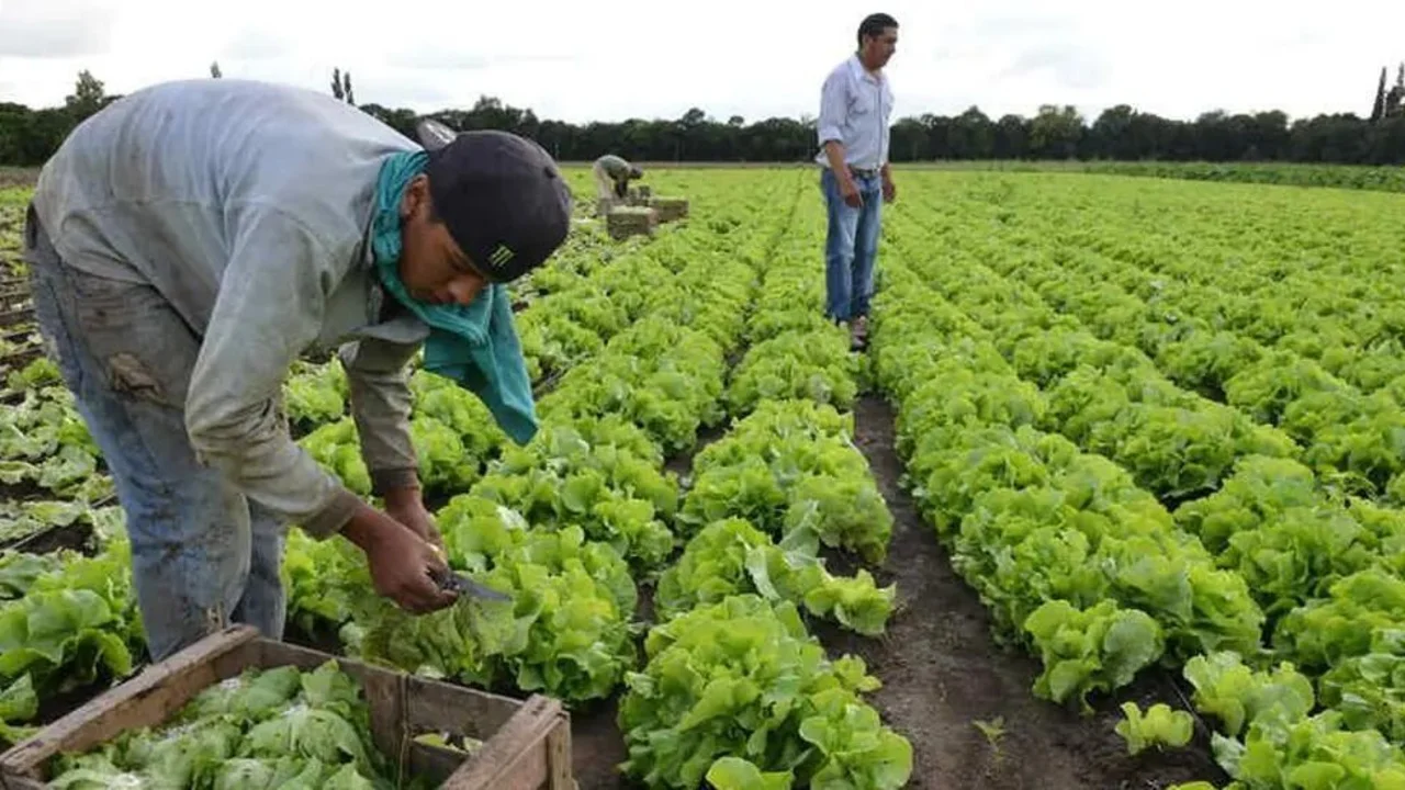 Gran expectativa por el crecimiento del cultivo de un alimento clave en Argentina: “Tenemos un gran potencial”