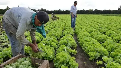Gran expectativa por el crecimiento del cultivo de un alimento clave en Argentina: “Tenemos un gran potencial” Gran expectativa por el crecimiento del cultivo de un alimento clave en Argentina: “Tenemos un gran potencial”