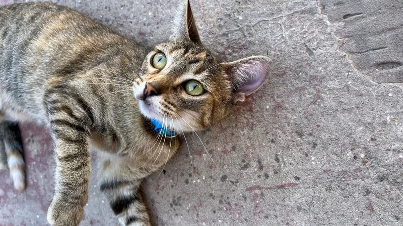 Fotografía de un gato mestizo 