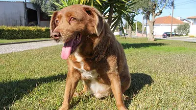 Bobi pierde el título al "perro más viejo del mundo" de manera póstuma Bobi pierde el título al "perro más viejo del mundo" de manera póstuma
