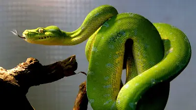 Estudio muestra cómo las serpientes obtuvieron una ventaja evolutiva frente a su competencia Estudio muestra cómo las serpientes obtuvieron una ventaja evolutiva frente a su competencia