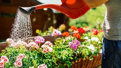 Tips para vacaciones: los 3 trucos caseros para mantener las plantas vivas durante viajes. Tips para vacaciones: los 3 trucos caseros para mantener las plantas vivas durante viajes.