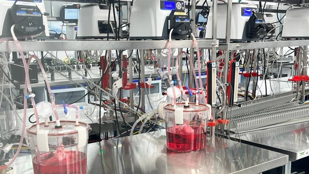 La FDA autorizó el primer ensayo en humanos de un hígado cultivado en el laboratorio 
