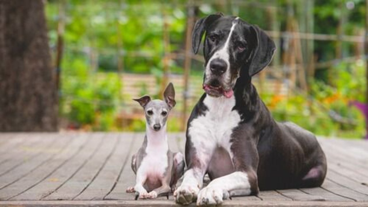 Perro grande y perro pequeño