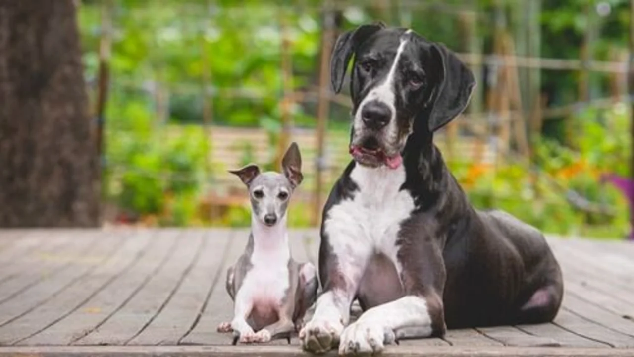 Perro grande y perro pequeño