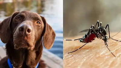 Consejos mascotas mosquitos Consejos mascotas mosquitos