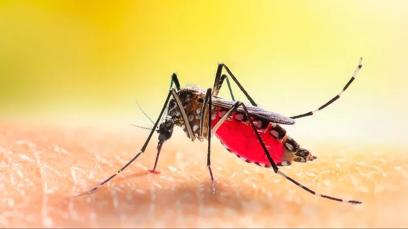 Mosquito picando a una persona 