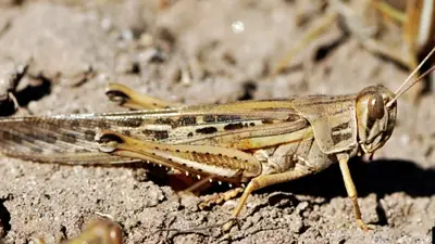 langosta sudamericana (Schistocerca cancellata) langosta sudamericana (Schistocerca cancellata)