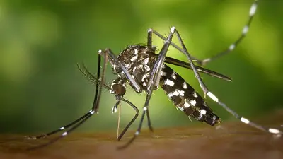 Mosquitos Mosquitos