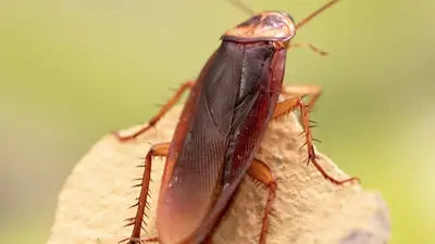 Cucaracha Cucaracha