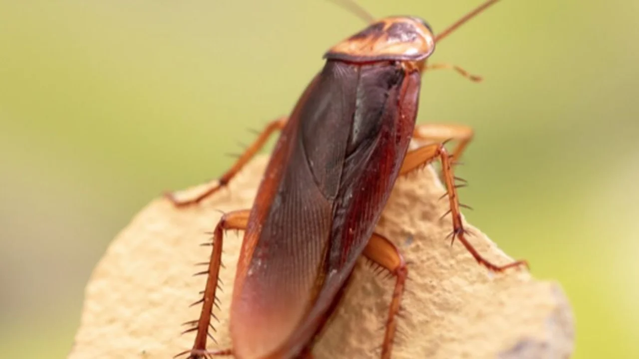 Cucaracha