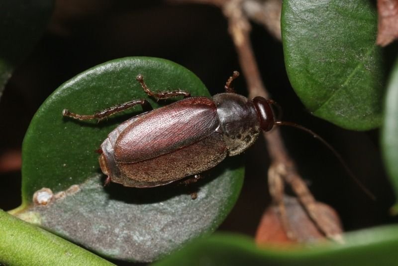 Cucaracha ciprés o escarabajo
