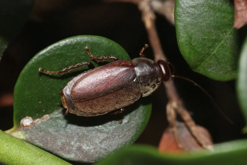 Cucaracha ciprés o escarabajo