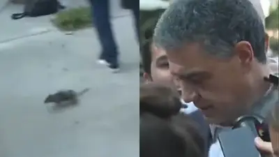 Una rata gigante irrumpió un móvil durante una nota con Jorge Macri Una rata gigante irrumpió un móvil durante una nota con Jorge Macri