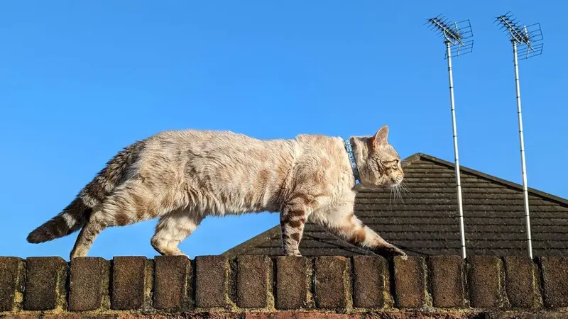 Gatos