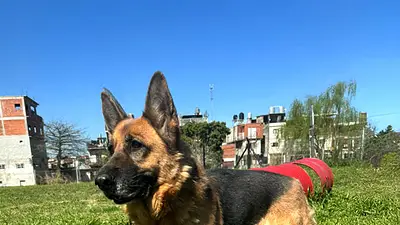 Perro Ellen. Perro Ellen.