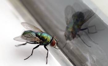 Trucos caseros para eliminar las moscas de verano | Verano 2026