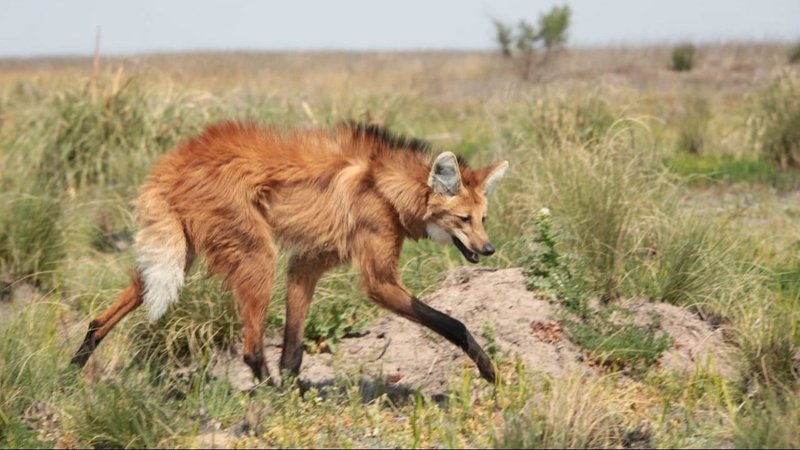 Rescataron a un ejemplar de aguará guazú en Formosa: será rehabilitado en la Reserva Guaycolec y liberado en su hábitat natural