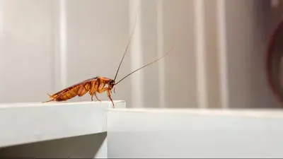 Cucarachas en casa. Cucarachas en casa.