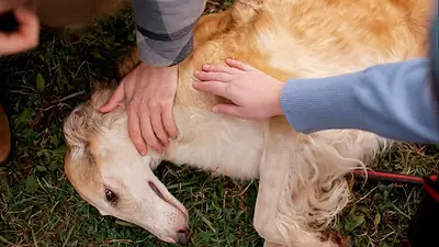 Perro envenenado Perro envenenado