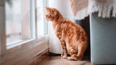 Gato mirando desde la ventana Gato mirando desde la ventana
