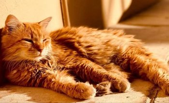 Un estudio reveló por qué hay gatos naranjas: la palabra de los expertos | Curiosidades