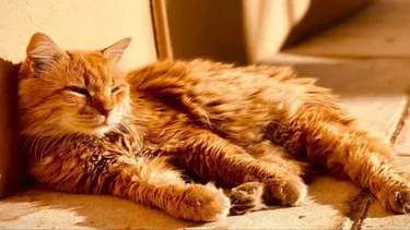 Un estudio reveló por qué hay gatos naranjas: la palabra de los expertos