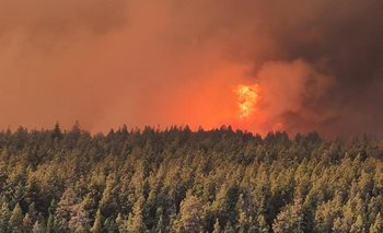 Incendios, cambio climático y especies exóticas: qué alertan investigadores del CONICET | Incendios