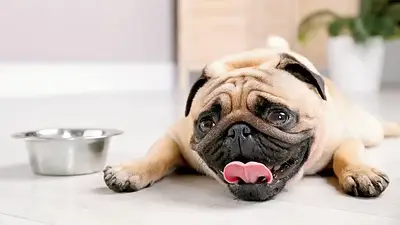 Golpe de calor en perros. Golpe de calor en perros.