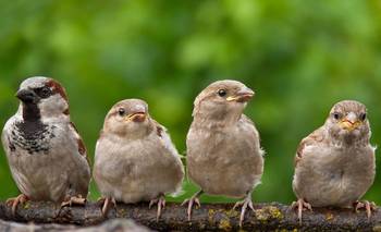 Cambio de sexo en aves silvestres es más común de lo pensado | Animales
