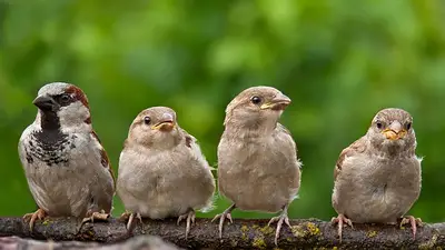 No es por una razón pacífica: el detrás de por qué los pájaros cantan tan fuerte en primavera No es por una razón pacífica: el detrás de por qué los pájaros cantan tan fuerte en primavera