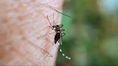 El Gobierno de Formosa refuerza las medidas sanitarias para combatir el dengue en la provincia El Gobierno de Formosa refuerza las medidas sanitarias para combatir el dengue en la provincia