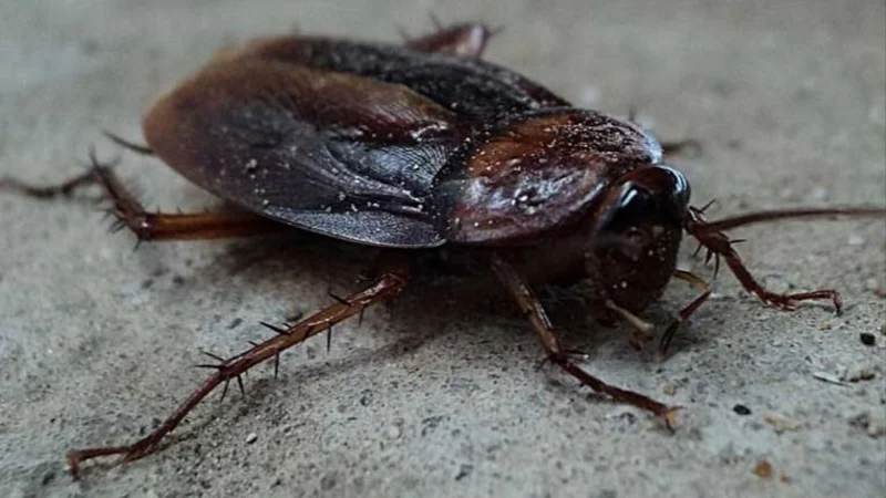 cucaracha.