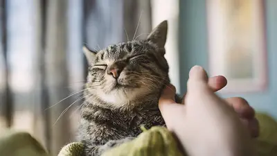 Gato y dueño Gato y dueño