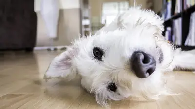 Perro acostado. Perro acostado.