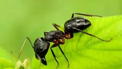 Hormigas. Hormigas.
