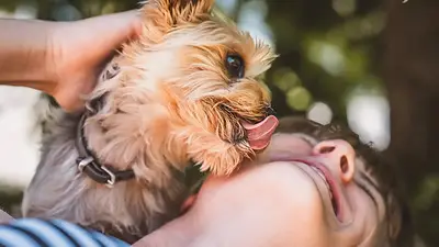 Perro lamiendo a su dueña Perro lamiendo a su dueña