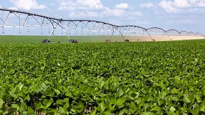 Sequías en Formosa: el duro impacto del déficit hídrico sobre la producción agrícola Sequías en Formosa: el duro impacto del déficit hídrico sobre la producción agrícola