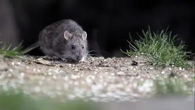 Hantavirus en Santa Fe: un adolescente murió en Recreo y registraron otros dos casos Hantavirus en Santa Fe: un adolescente murió en Recreo y registraron otros dos casos