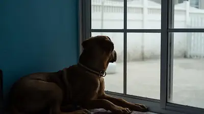 Perro solo en casa. Perro solo en casa.