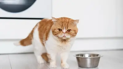Gato molesto. Gato molesto.