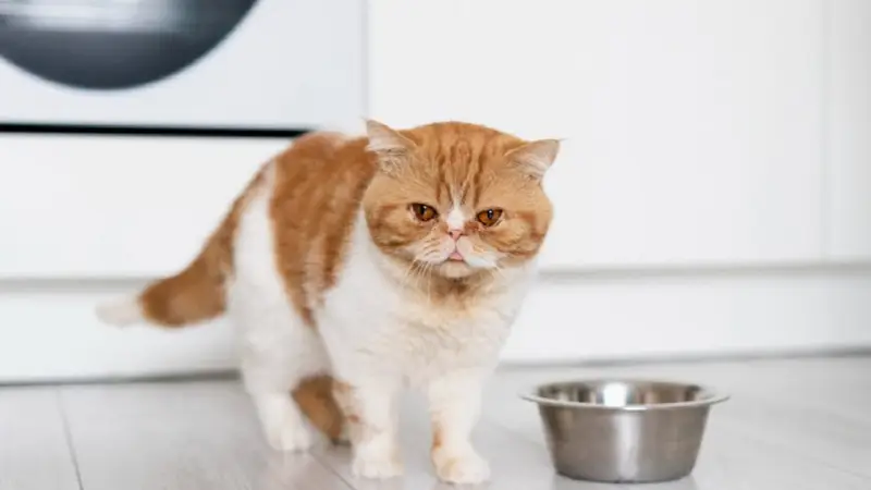 ¿Por qué los gatos no pueden consumir leche?