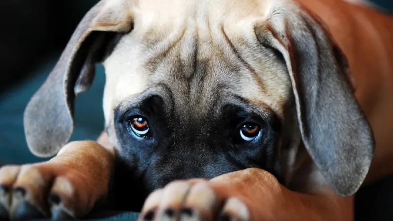 Ojos de cachorro.