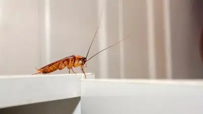 cucarachas. cucarachas.