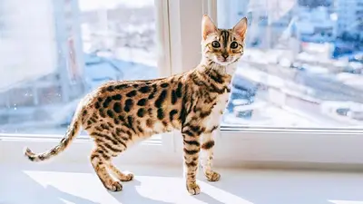 Gato Bengalí. Gato Bengalí.