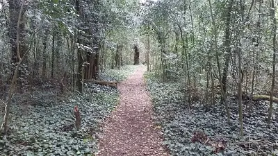 Cuál es el bosque que queda a dos horas de Capital Federal y cómo llegar. Cuál es el bosque que queda a dos horas de Capital Federal y cómo llegar.