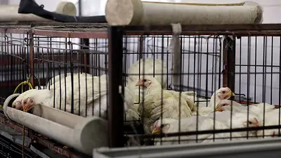 Los brotes mundiales de gripe aviar dan una ventaja a las exportaciones de pollo de Brasil Los brotes mundiales de gripe aviar dan una ventaja a las exportaciones de pollo de Brasil