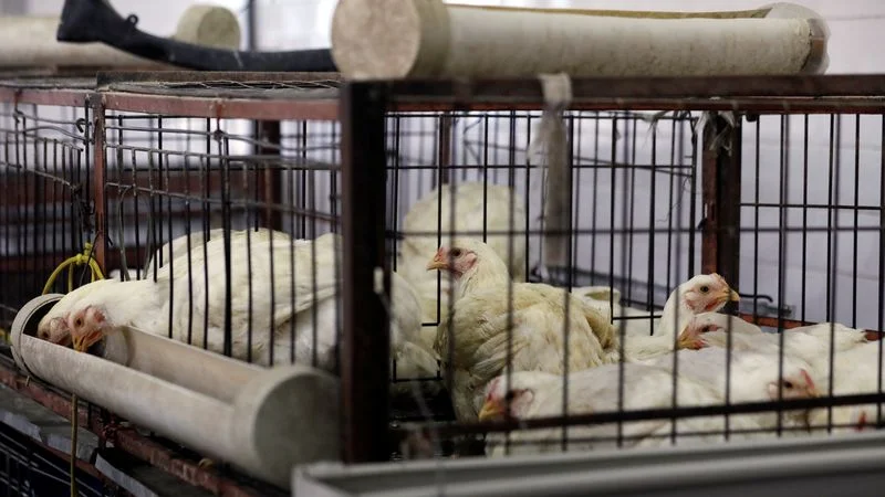 Los brotes mundiales de gripe aviar dan una ventaja a las exportaciones de pollo de Brasil