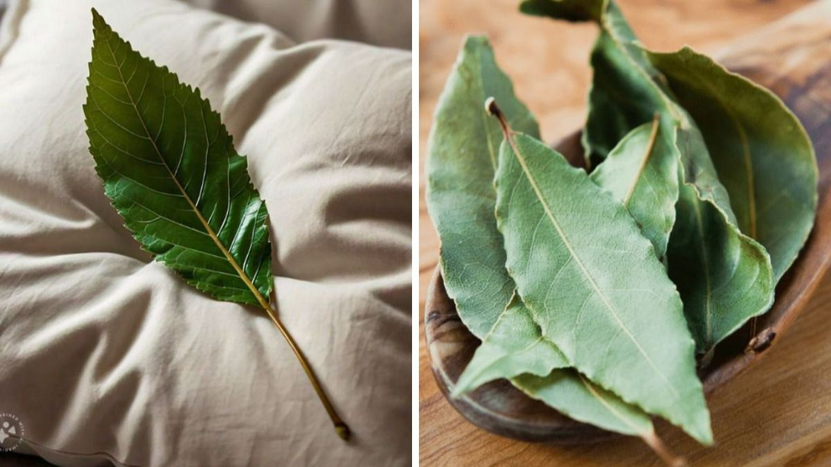 Cómo se usan las hojas de laurel según el Feng Shui.